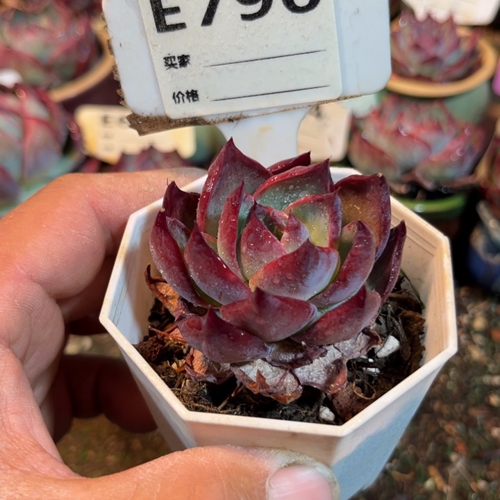 惊鸿一瞥796号多肉植物