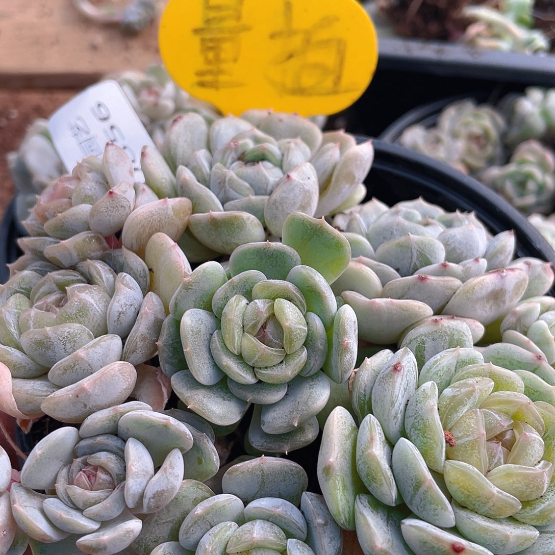 量拍多肉植物多肉植物856