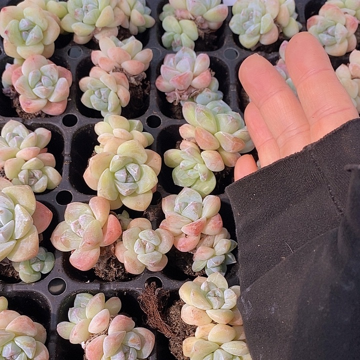 47 多肉植物盆栽花卉