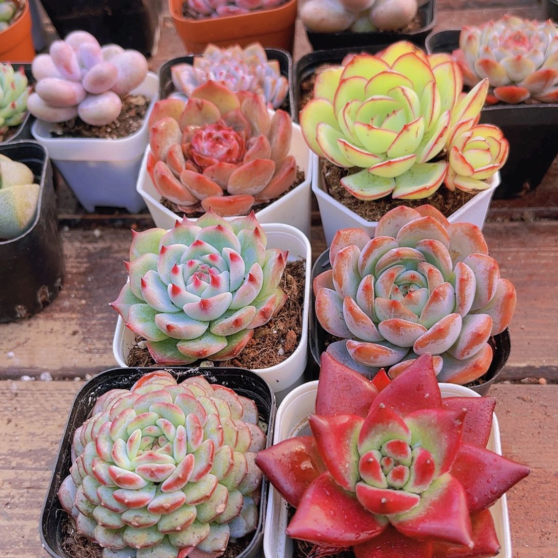 如图图6盆带盆欧土福利