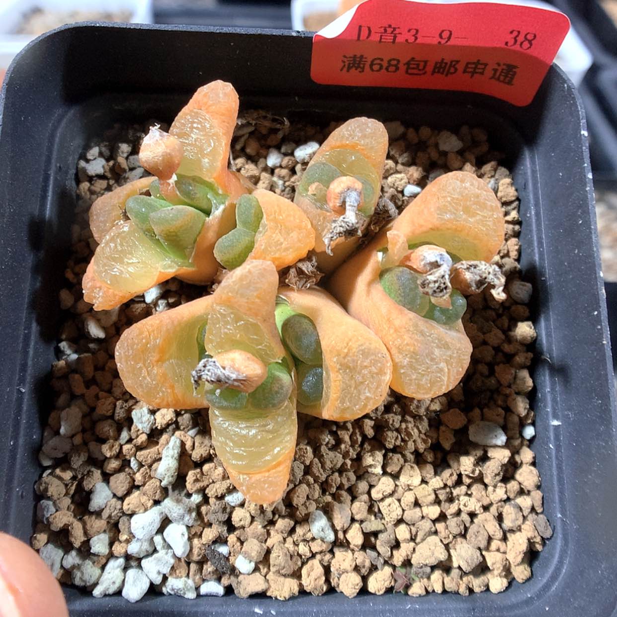 【闪购商品】3-9-38 风铃 40