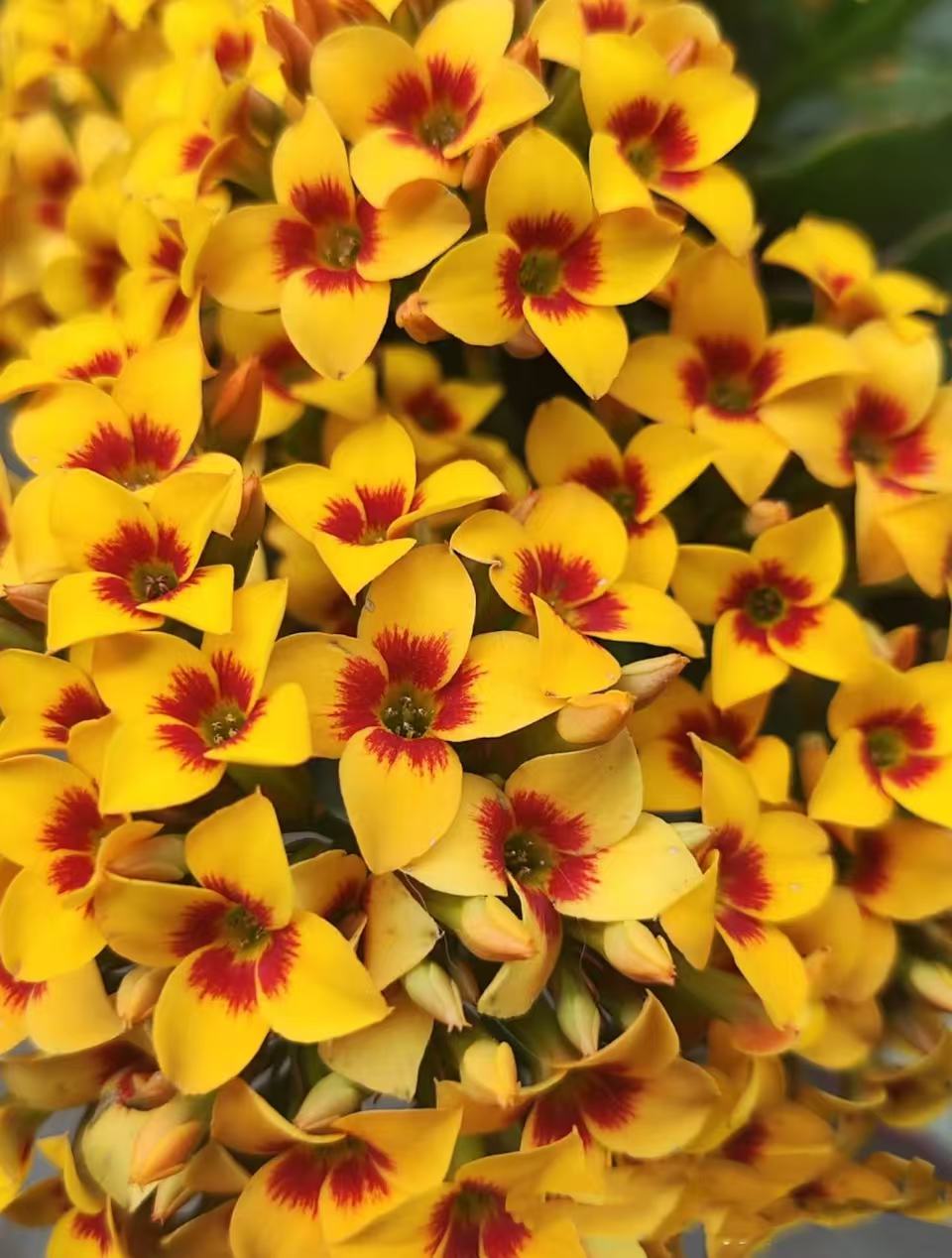 《雷米》130盆长寿花