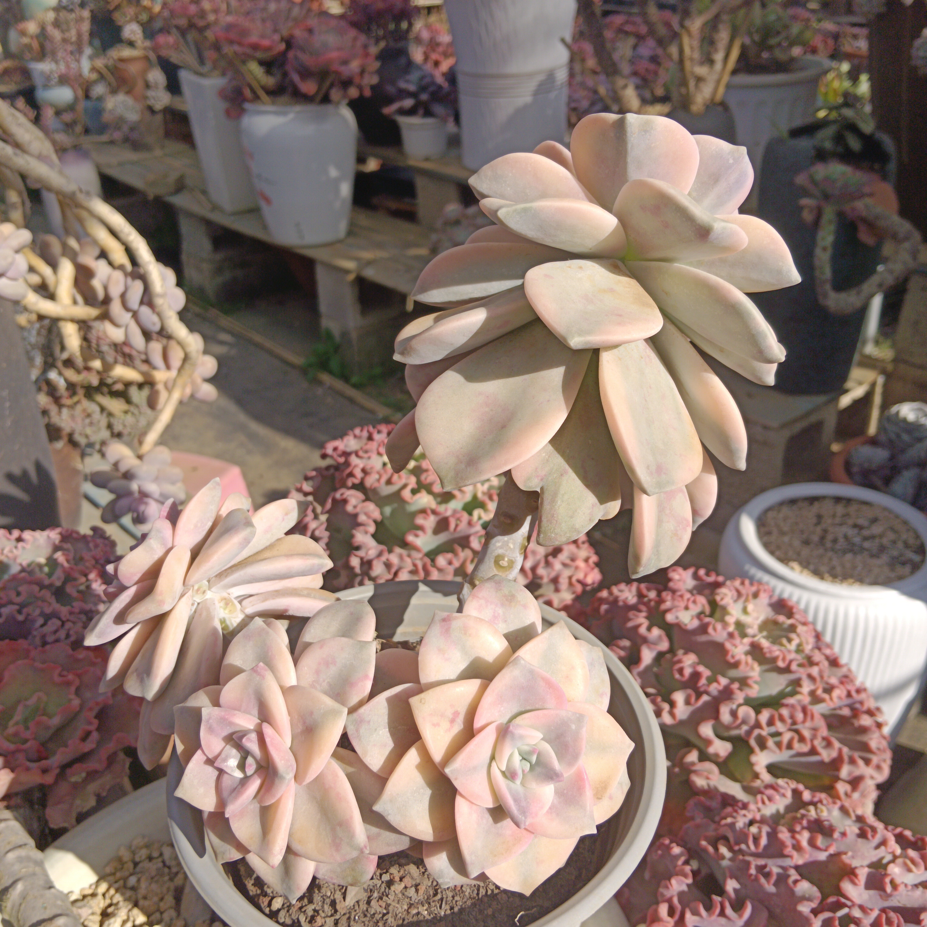 多肉植物紫乐锦整群