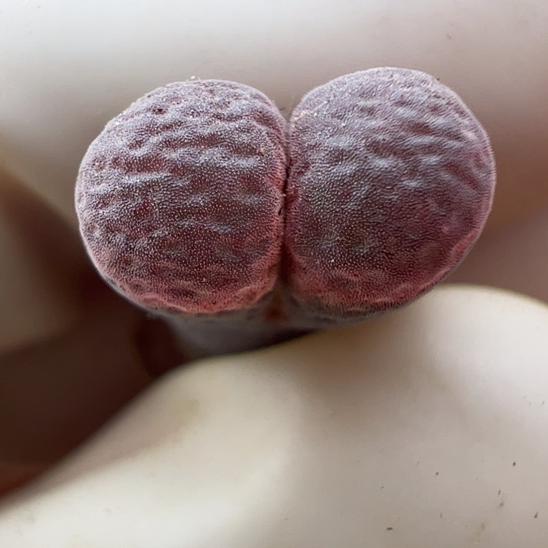 823 好看的多肉冲冲冲