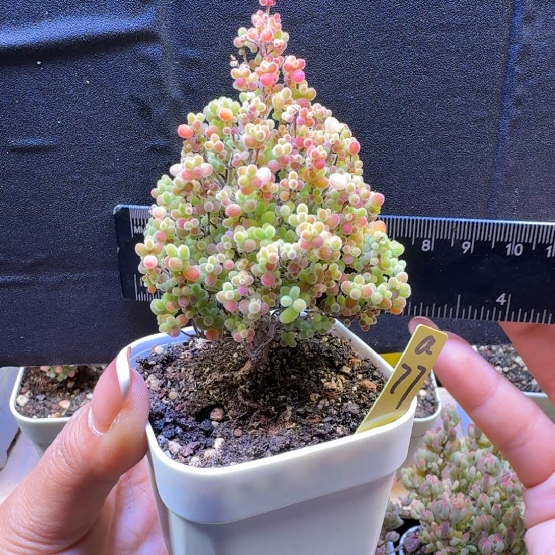 a77号蜜橘冠服6.5厘米左右