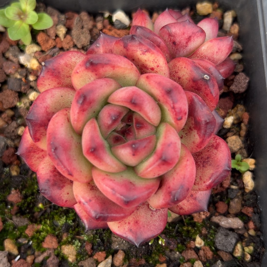 Tm精控多肉一物一拍