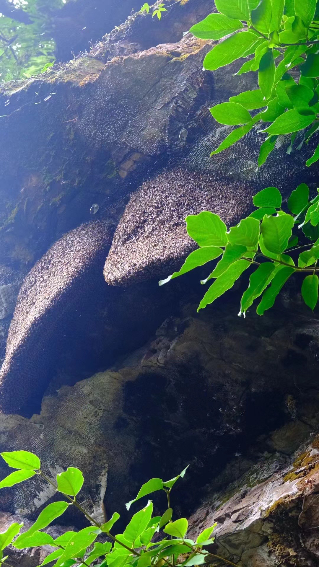 大山深处 悬崖黑蜂蜜.