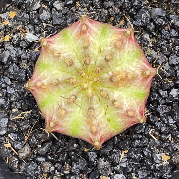 皇室轮回 一物一拍 