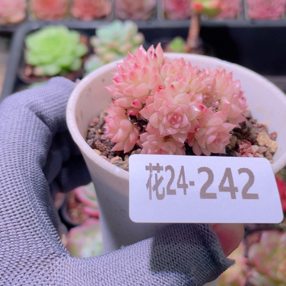 花利美24-242麦秆群