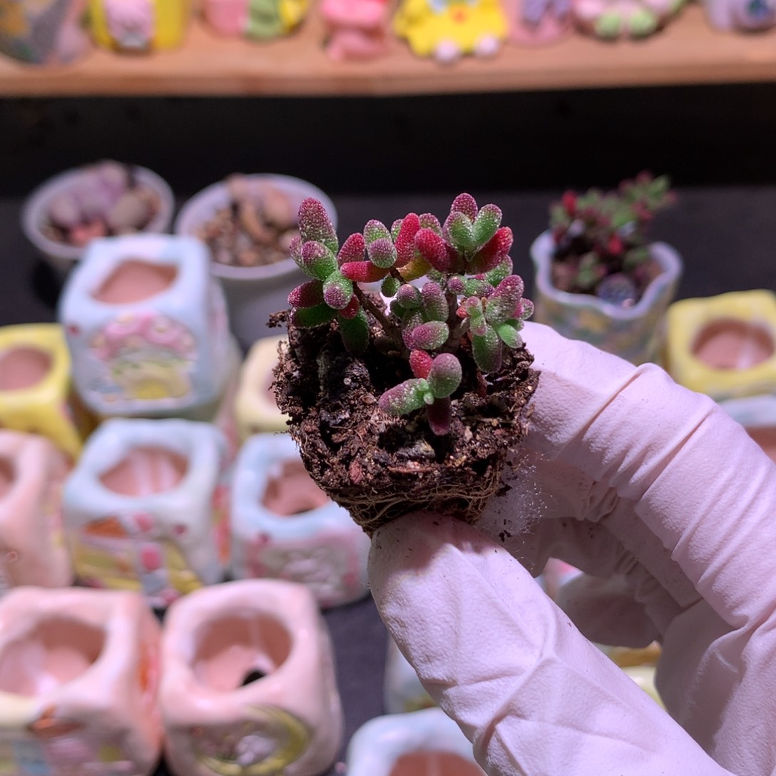 蜜橘番杏618还好哈哈哈