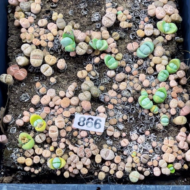 866 生石花一物一图如图