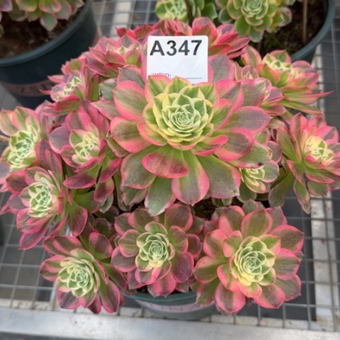 347海王23厘米左右