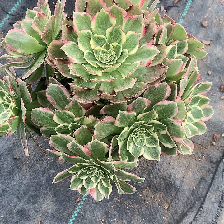 823水蜜桃多肉植物