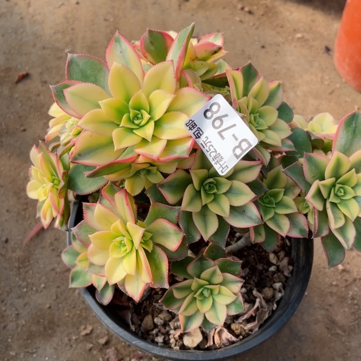 798艳日辉多肉12345678