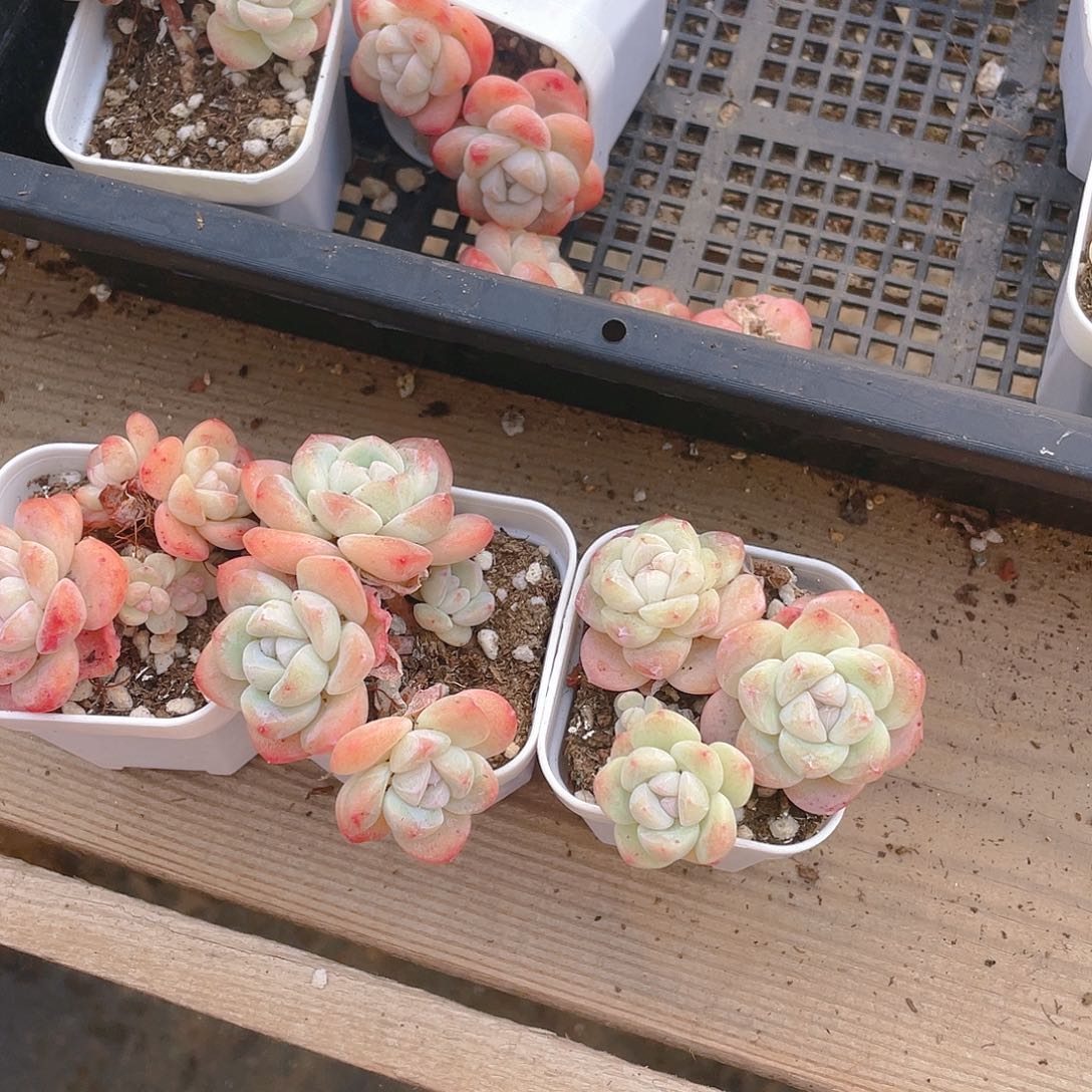 4头杆子冰玉不包整盆一个满25包邮