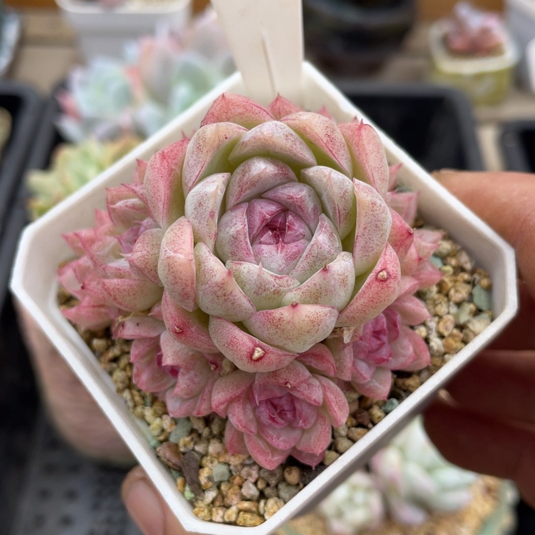 0021女王玫瑰不带盆7厘米