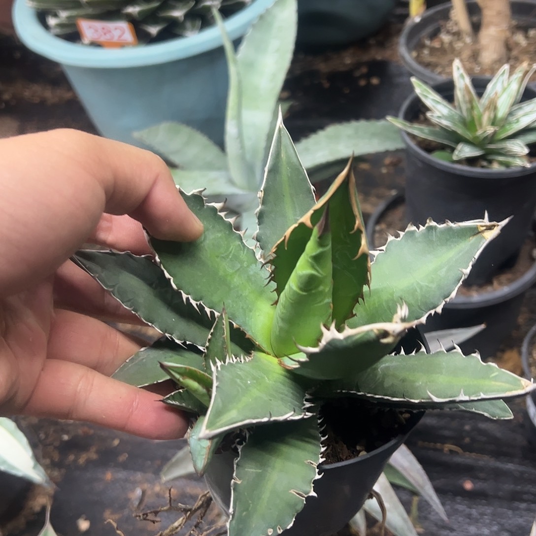 万代炎龙仁王冠龙舌兰