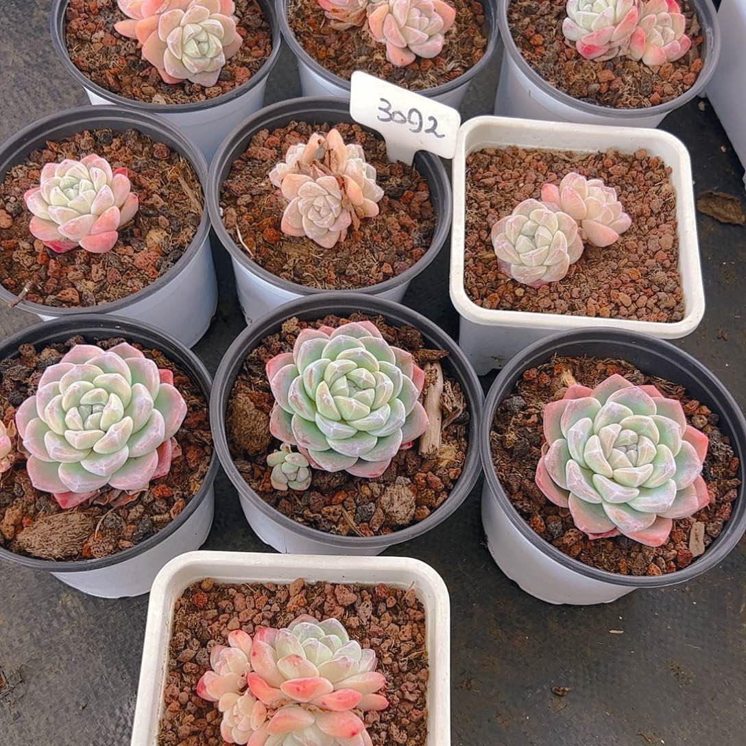 冰玉框拍3092号（不包整）