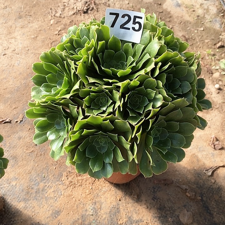 法师植物12345678