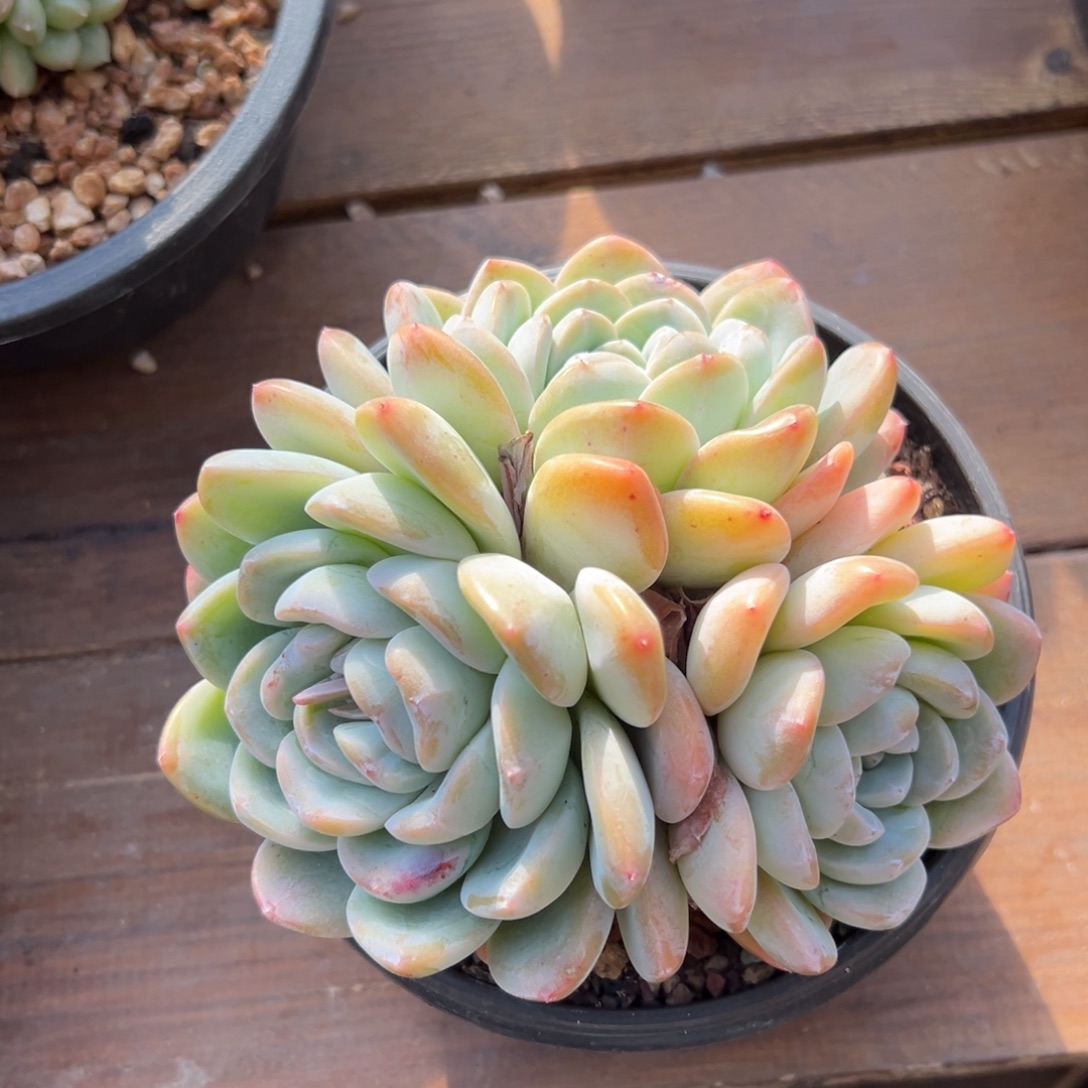 冰玉111111111111111颗