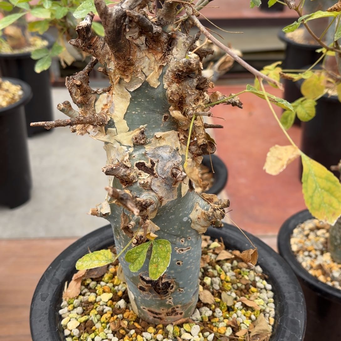 蓝白色熟装带盆发