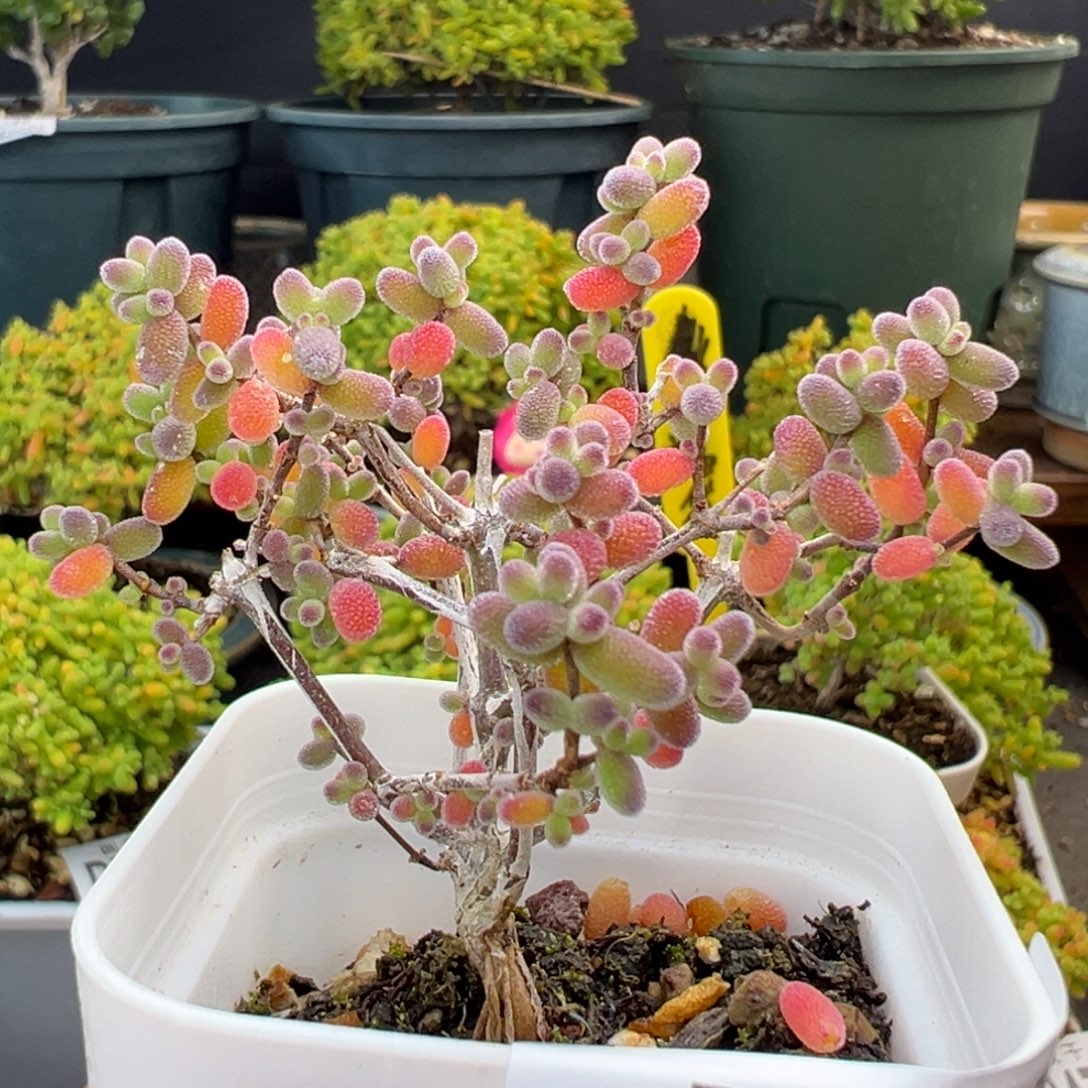 dy3510老桩冰糖冠幅6cm