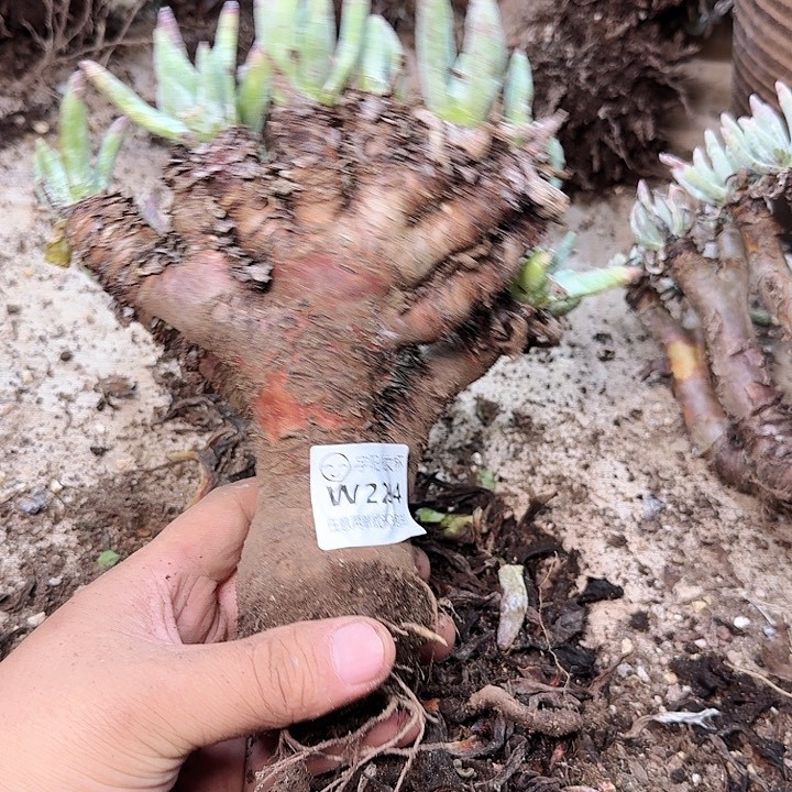 2294奥特努阿塔多肉