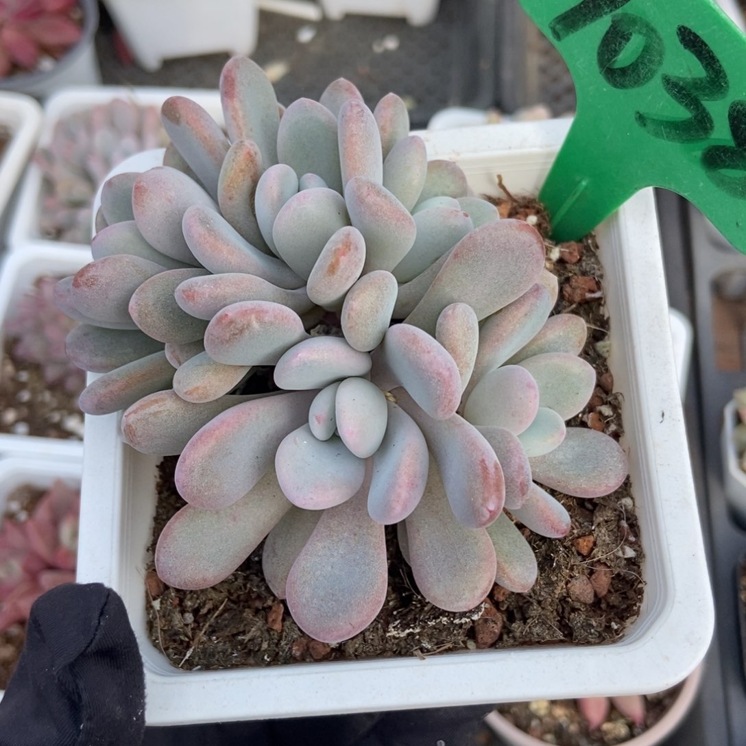 1038粉兔多肉植物多肉