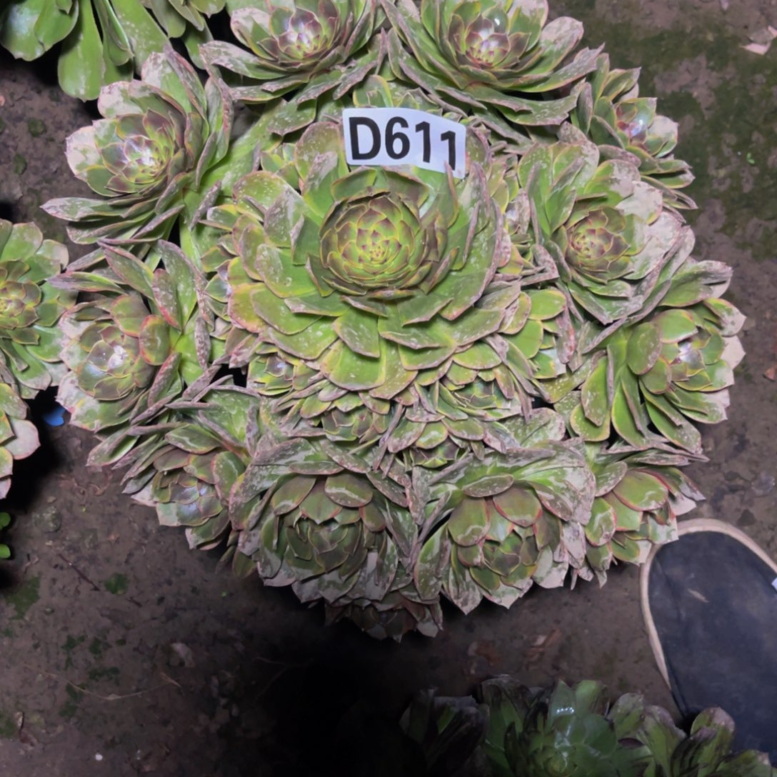 半夏法师26//////22包邮