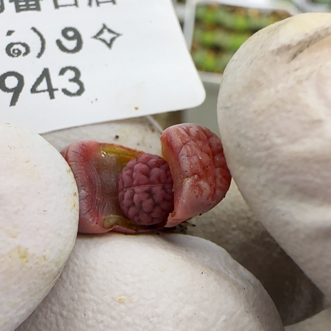 0943。阿克塞尔。一年。不大。