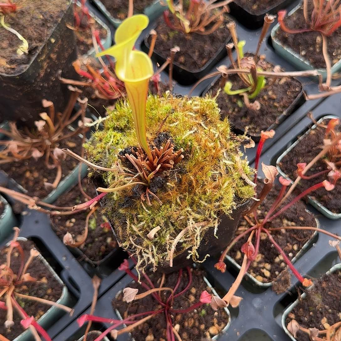 溜***鸭无花朵黄瓶瓶子草