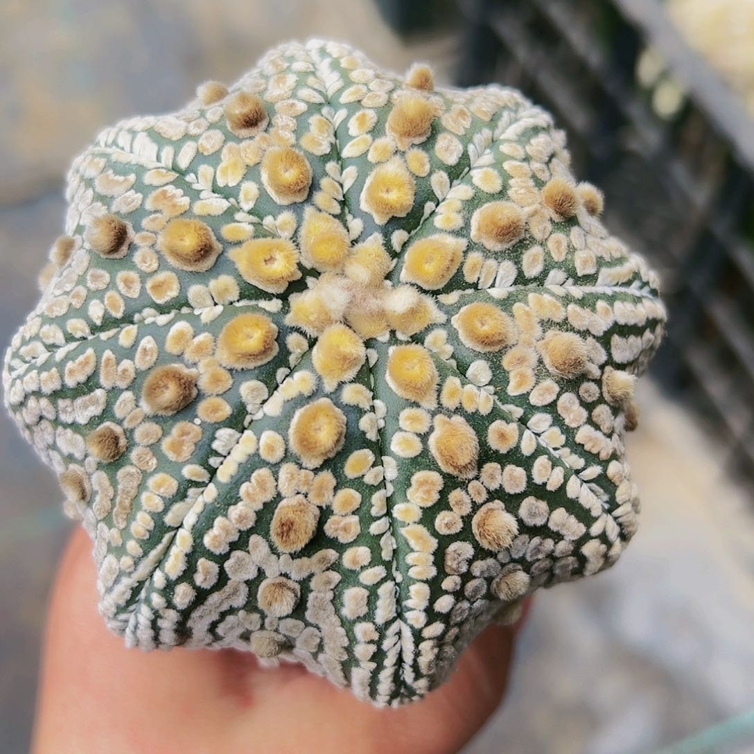 琉璃猫眼海星兜997