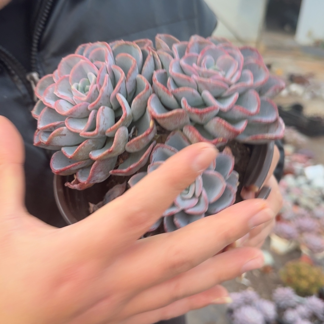 美尻双头带仔，160杯