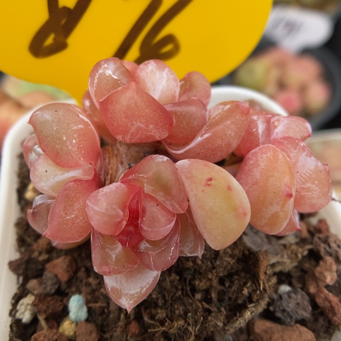 粉钻心珍妮群生874号