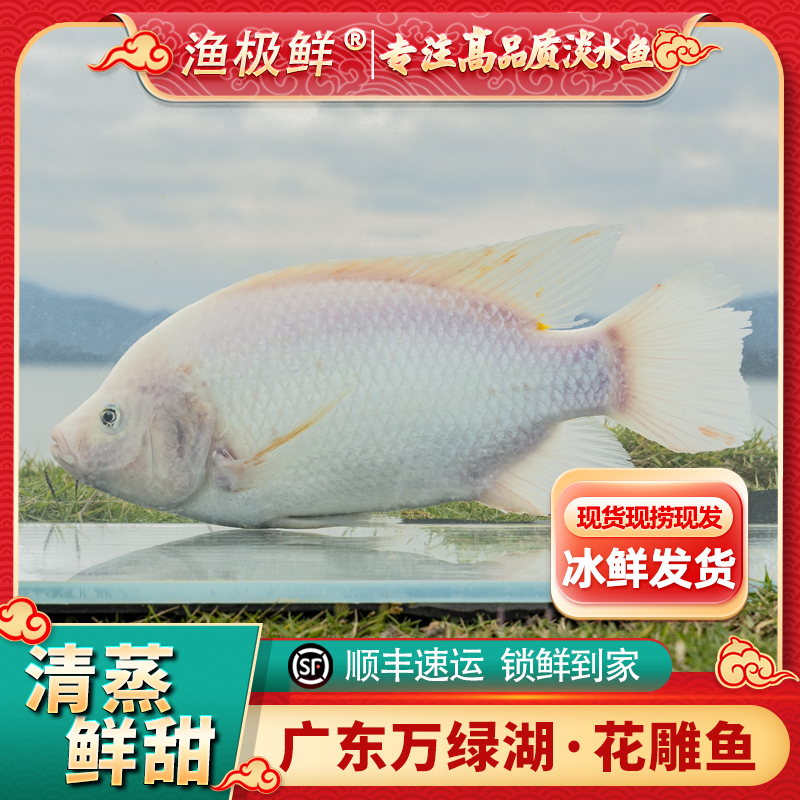 【渔极鲜】万绿湖甄选花雕鱼-（活鱼现杀锁鲜）慈鲷鱼宴请送礼发顺丰