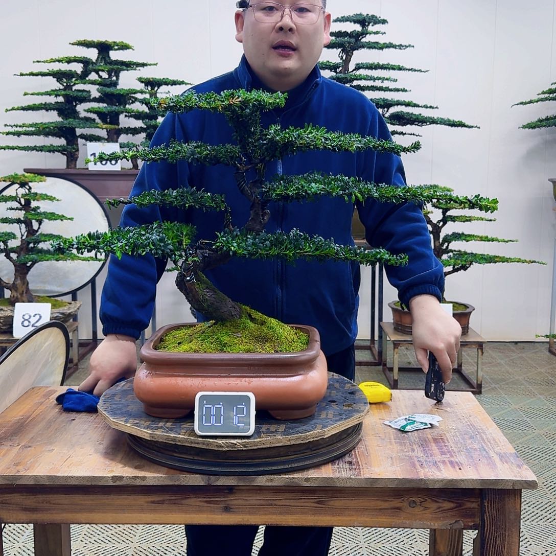 无花朵珍珠红芽罗汉松造型盆景