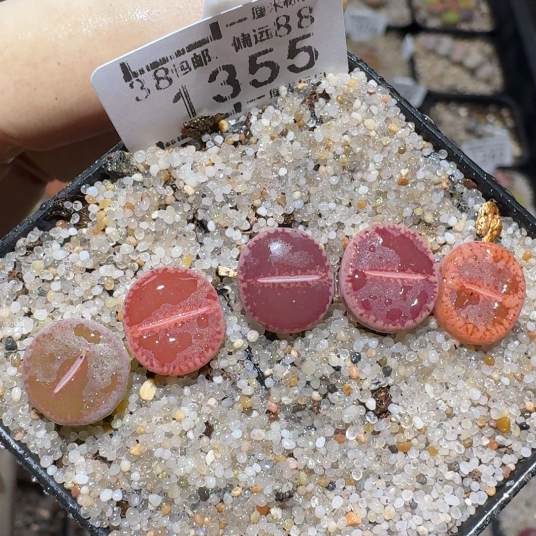 zzz精品也福利1355