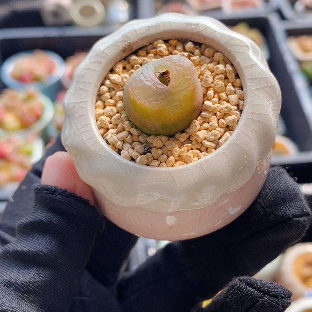 7168--一物一拍 带盆 O泡