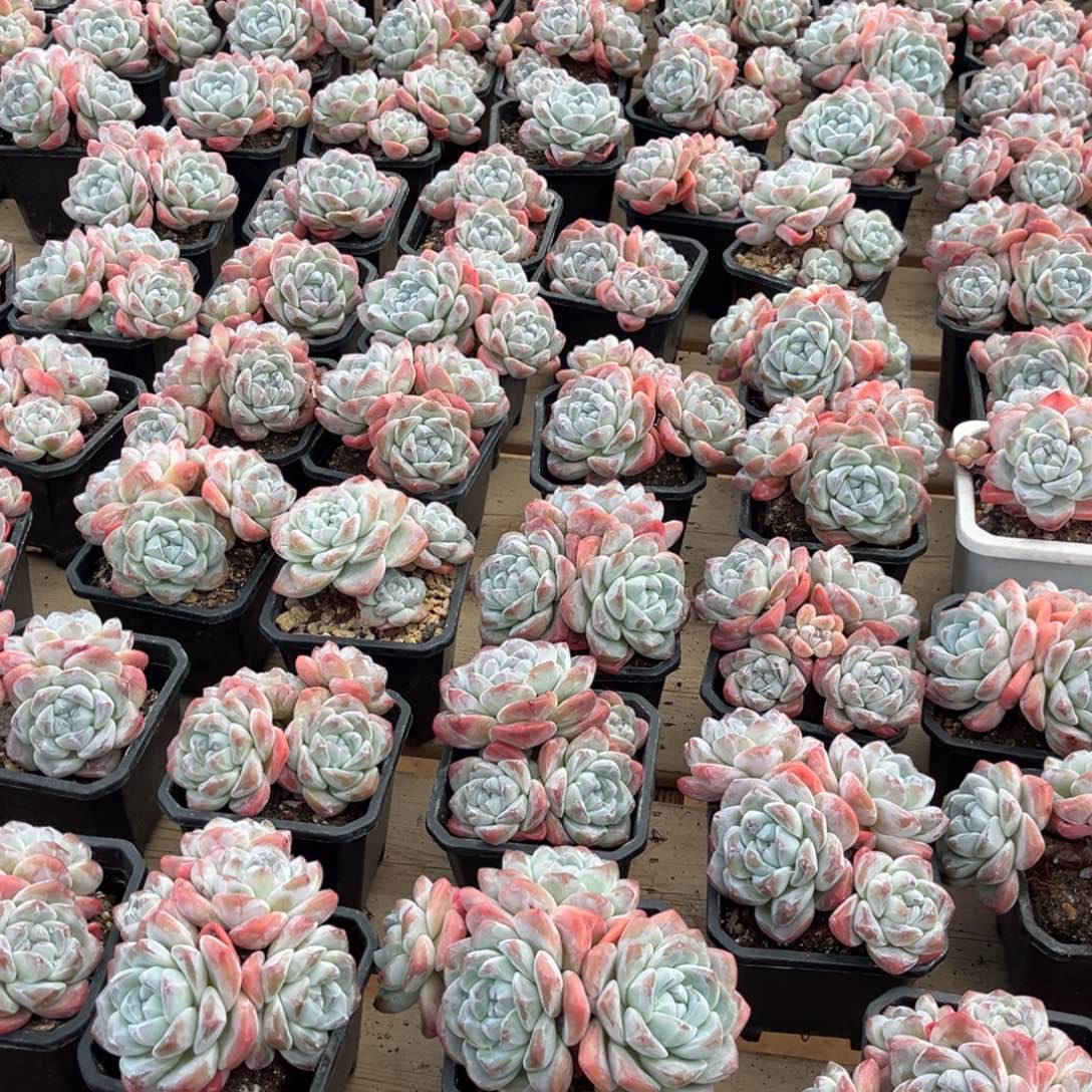 2棵，可挑哈哈哈哈