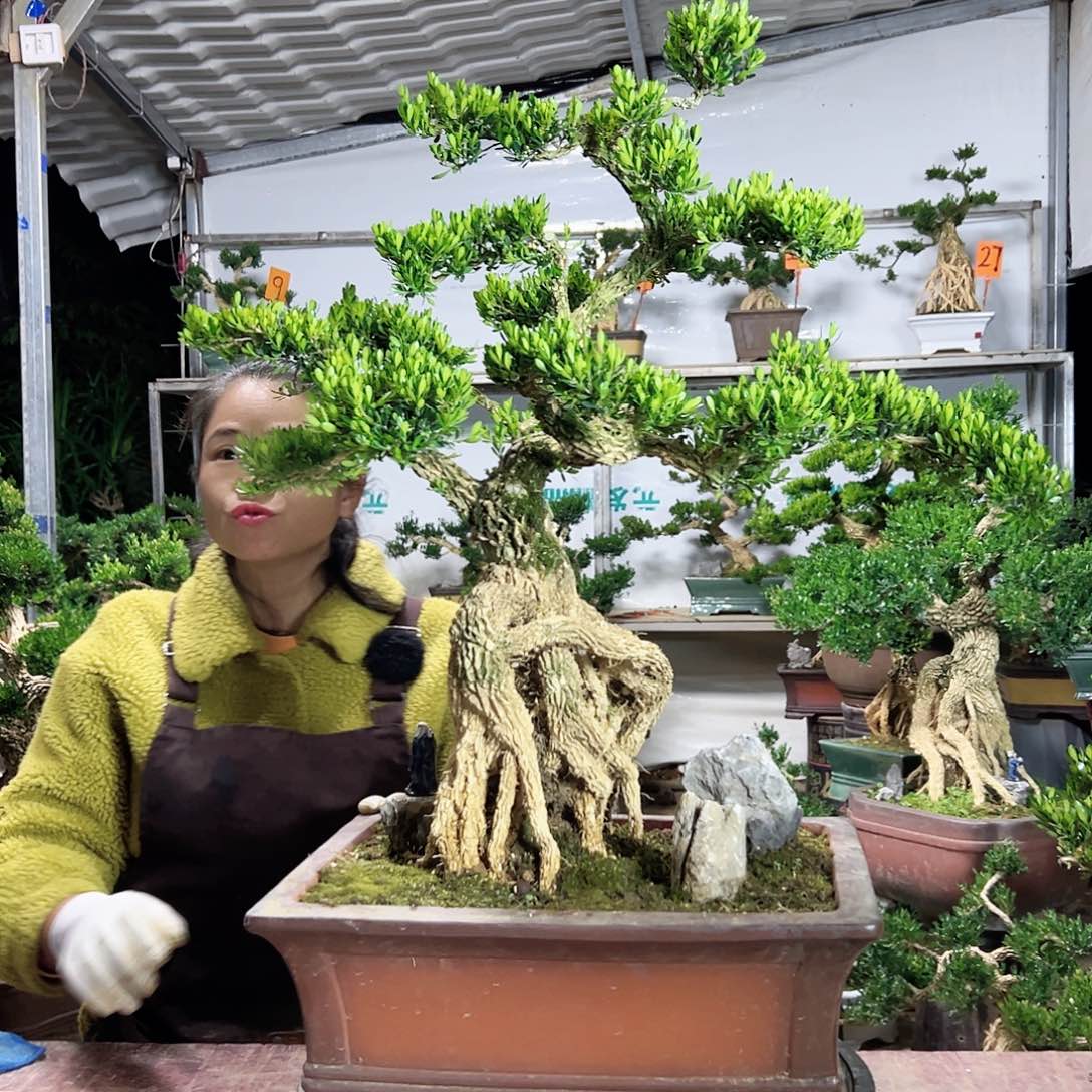 当前无花朵，栽培后可花朵