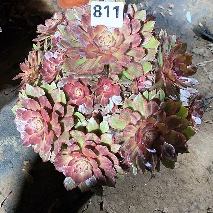 法师植物一物一拍811