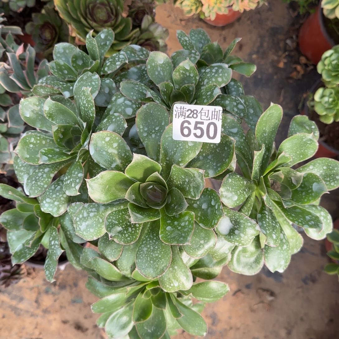 艳姿多肉650满28包邮断枝不包