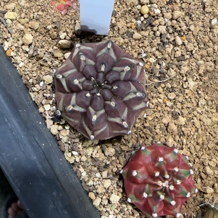 33-0118anna601泰国发货多肉