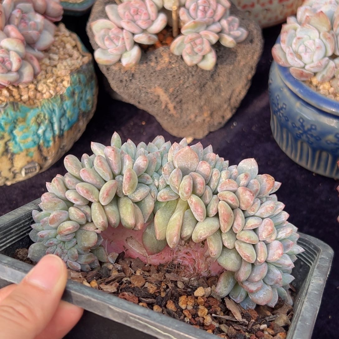 新年快乐 新年快乐