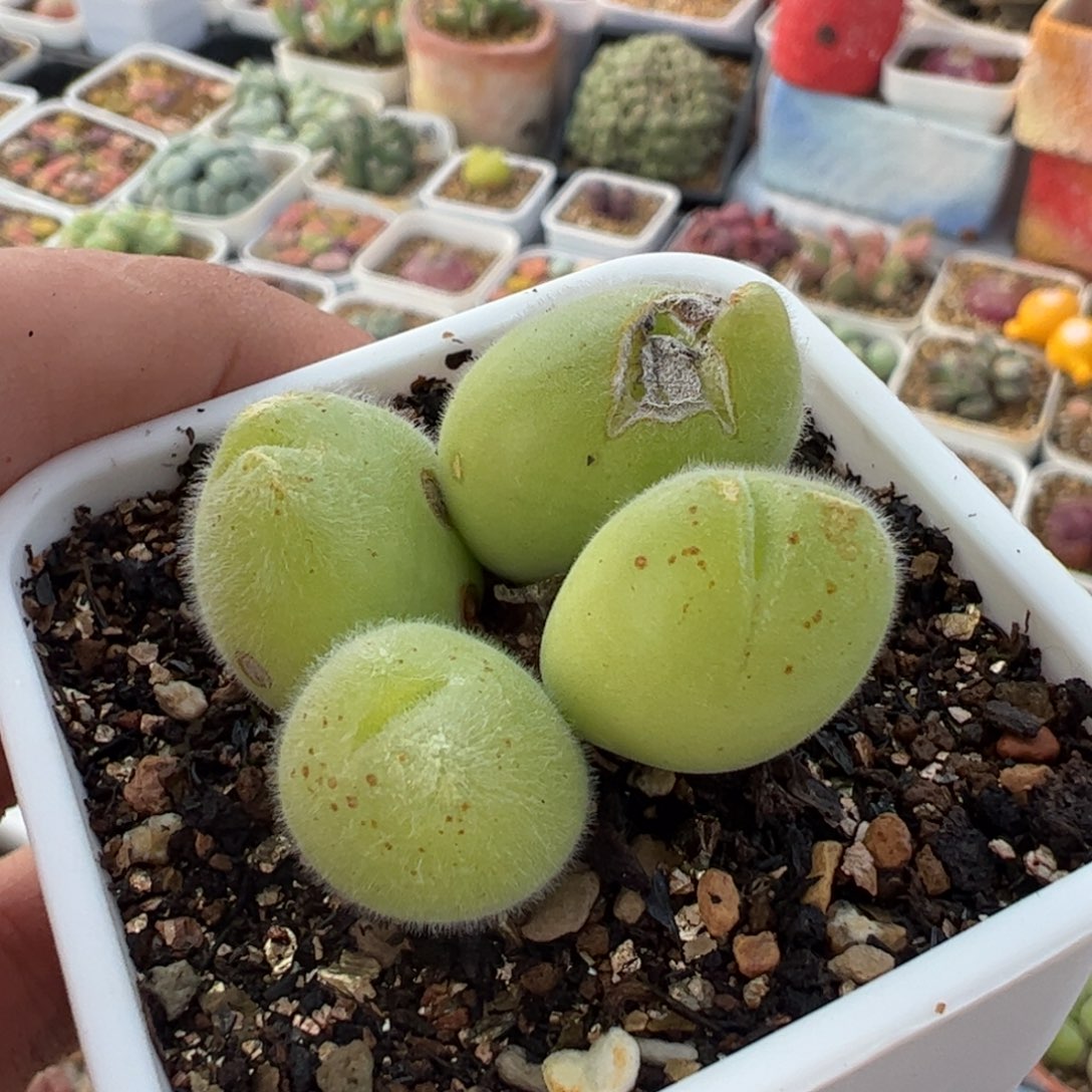 115多肉植物百科