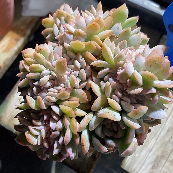 多肉植物莎莎女王缀2029