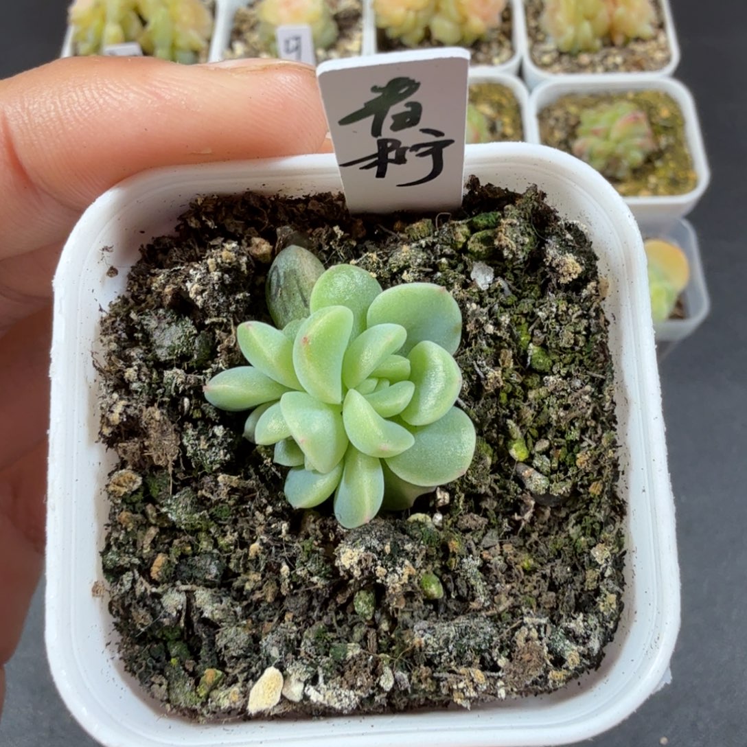 青柠双头一物一拍018