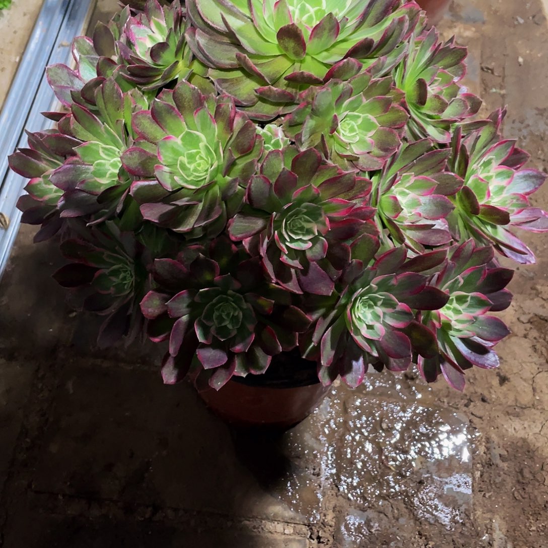 多肉法师148号莲花座发货不包损