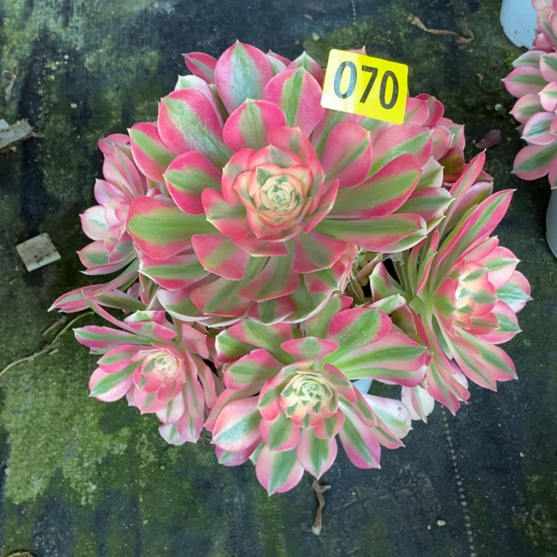 粉女巫多肉法师070