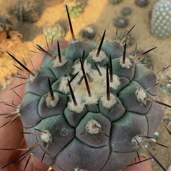 单刺黑王无根66666